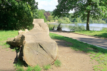 An old tree trunk overlooking the lake in Mote Park