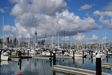 Sailboats moored in a marina in Auckland harbour