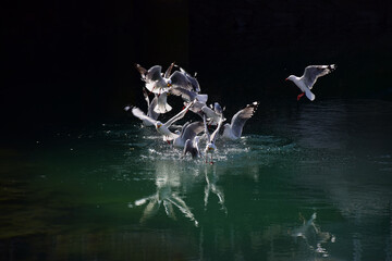 Seagulls fight over a meal on the water - obrazy, fototapety, plakaty