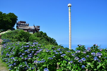 弥彦山山頂とアジサイ（新潟県）
