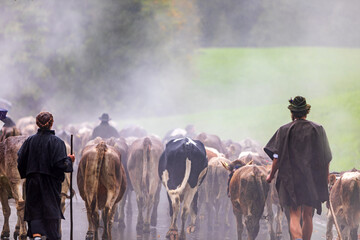 Viehscheid im Allgäu - Herde - Nebel - Kühe - obrazy, fototapety, plakaty