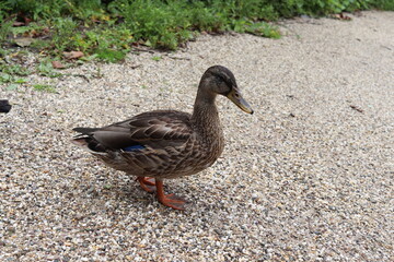 Beautiful Duck, Amsterdam