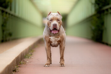 Un chien de race american bully XL dans la nature - obrazy, fototapety, plakaty