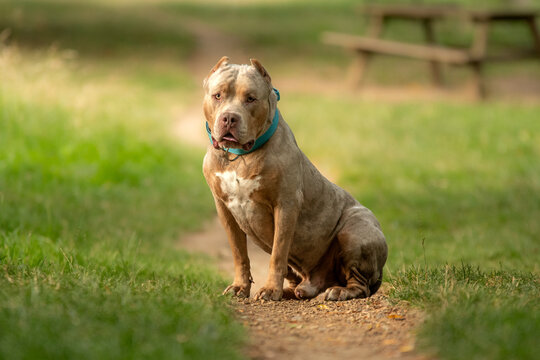Un chien de race american bully XL dans la nature