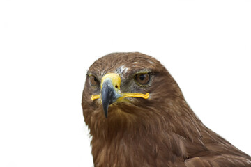 Golden eagle with a pure white background