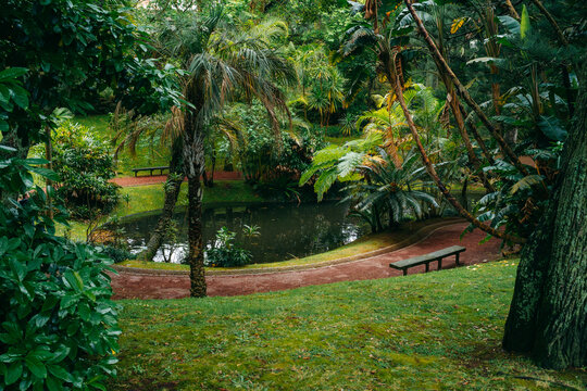 Jardim Botanico Antonio Borges. Tranquil botanical garden in Azores, Portugal, showcasing diverse plant species and serene natural beauty. High quality photo