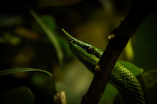 green tree python