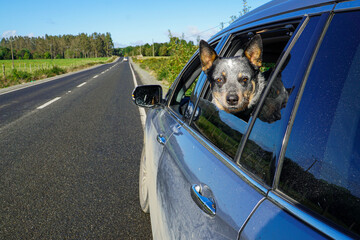 Cute dog looking outside a car window in a beautiful countryside road.