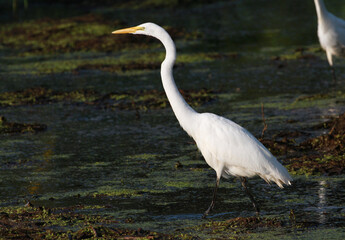 Great Egret standing in swamp or marsh morning sun