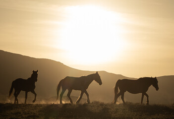 Fototapeta na wymiar wild horses, black mountain, horse, sunset, silhouette, three, wild, mountains, desert, dry, hot, mare, stallion