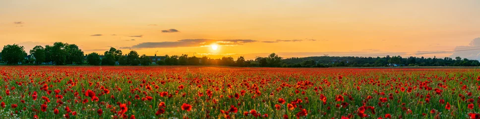 Fotobehang Klaprozen Red poppy flowers field at sunset   © Pawel Pajor