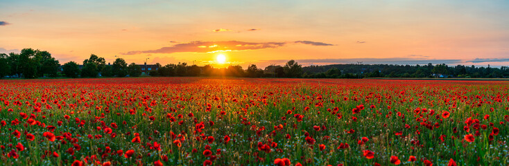 Fototapeta na wymiar Red poppy flowers field at sunset 