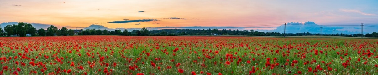 Fototapeta na wymiar Red poppy flowers field at sunset 