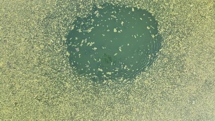 Eutrophication lack oxygen for growth cyanobacteria algae, drought drying sand pit pond water, environmental problem mass development blue green summer nitrogen phosphorus Europe