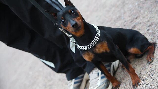 Beautiful cute young doberman puppy on a metal leash sits on the sand, snifs and looks curious before training against the background of a male legs in black sweatpants and sneakers on a cloudy day