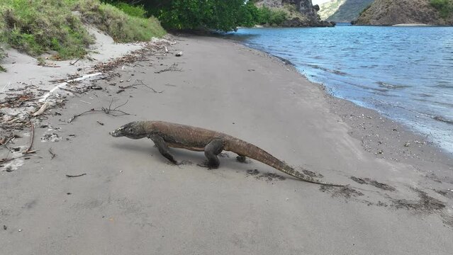 A Komodo dragon, Varanus komodoensis, lies on a remote beach in Komodo National Park, Indonesia. This endemic species is the largest extant lizard on Earth, growing to 3 meters in length.