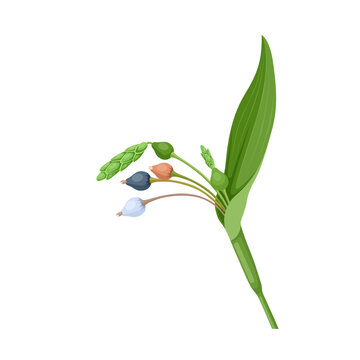 Vector illustration, Jobs tears or adlay millet,scientific name Coix lacryma-jobi, isolated on white background.