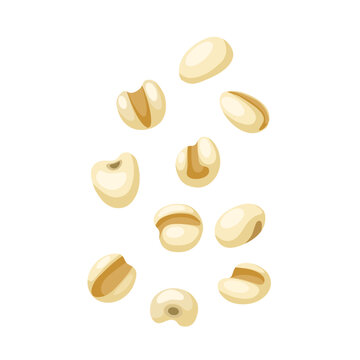 Vector illustration, Jobs tears or adlay millet,scientific name Coix lacryma-jobi, isolated on white background.