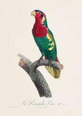 Vintage parrot illustration. Zoologically detailed French depiction (circa 1805) 