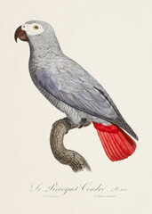 Vintage parrot illustration. Zoologically detailed French depiction (circa 1805)  © The Nature Notes