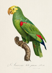 Vintage parrot illustration. Zoologically detailed French depiction (circa 1805) 