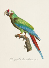 Vintage parrot illustration. Zoologically detailed French depiction (circa 1805) 