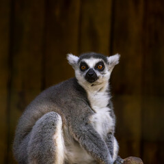 animal, vertebrate, chordata, mammal, zoo, wild, zoology, biology, life, green, bio, zoo park,...