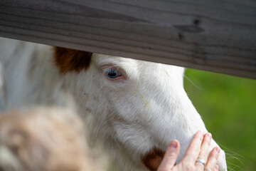 blonde baby meeting a horse