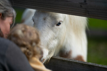 blonde baby meeting a horse