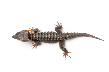 Top view of Red-Eyed Crocodile Skink (Tribolonotus gracilis) on Isolated white background 