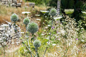 wildflowers plants bushes pinkpurple closeup lebanon