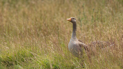 Greylag Goose in grassland