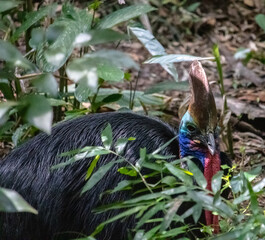 Obraz premium Casuar