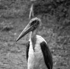 Ciconiformes