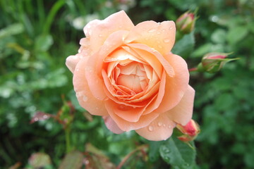 Fresh Apricot Coral Rose Flower With Water Drops
