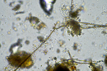 fungal hyphae on a soil sample on a farm. fungi storing carbon in the soil