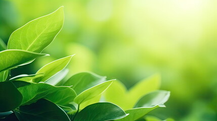 Fototapeta premium Nature of green leaf, greenery wallpaper