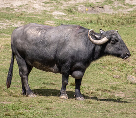 Bufalo africano