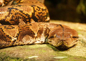 close up of a snake