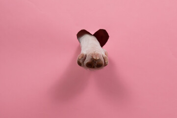 A dog's paw sticks out of a pink cardboard background. A hole in the shape of a heart.