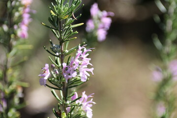 秋の花、ローズマリー。