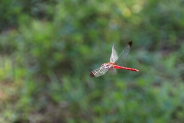 飛んでいるコノシメトンボ © onaka