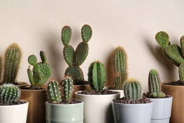 Many different beautiful cacti against beige wall