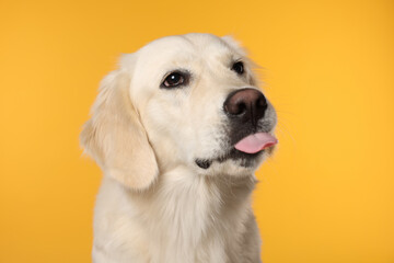 Cute Labrador Retriever showing tongue on orange background
