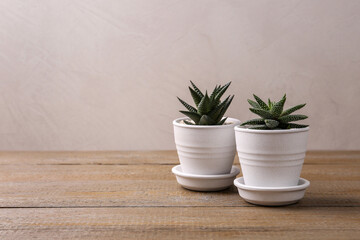 Succulent plants in pots on wooden table, space for text