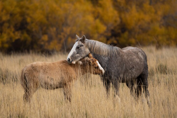 Female horse and her foal crossing their necks in the field in the middle of a meadow. Autumn colorful background.