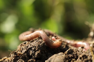 One worm crawling in wet soil on sunny day, closeup. Space for text