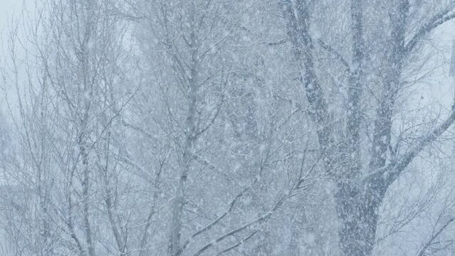 Winter's tale: Snowfall outside the window turns the city into a majestic landscape of snow-covered trees and white cover. Winter feel: Blizzards and snowfall add atmospheres of cold and winter