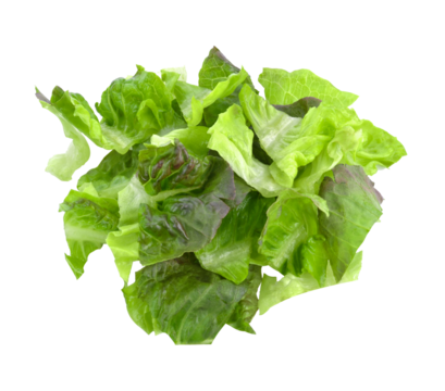 Baby cos lettuce leaves isolated transparent png