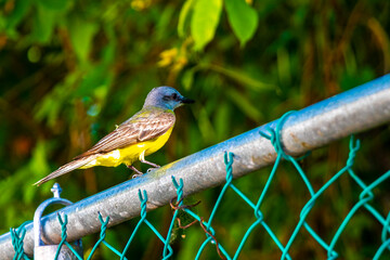 Beautiful Caribbean tropical yellow bird Social Flycatcher in Mexico.